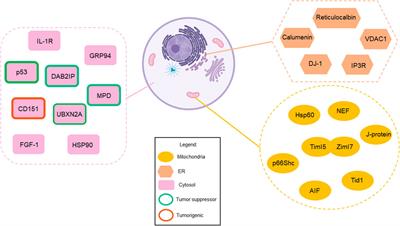 Mortalin: Protein partners, biological impacts, pathological roles, and therapeutic opportunities